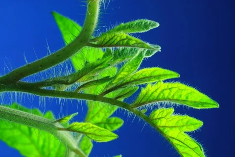 Growing Tomato. Timelapse colour key Stock Footage 112328805