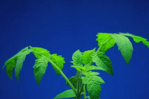 Growing Tomato. Timelapse colour key Stock Footage 112334246