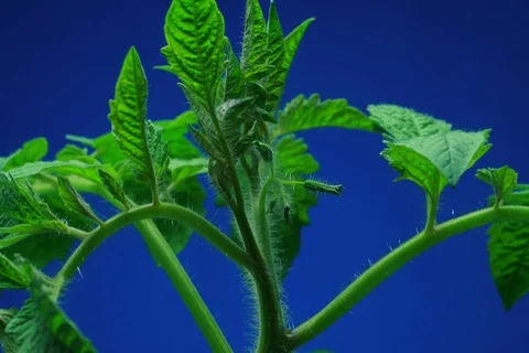 Growing Tomato. Timelapse colour key Stock Footage 112762232