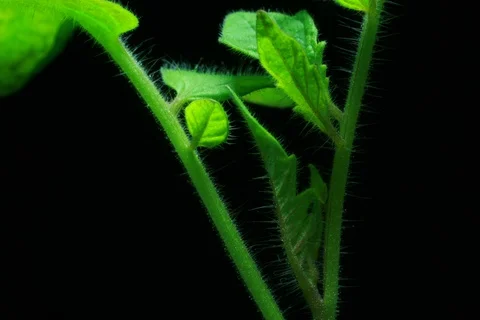 Growing Tomato. Timelapse Video stock 112301507