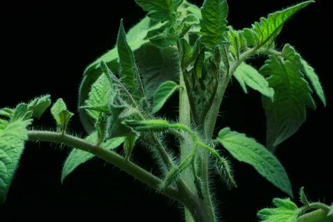 Growing Tomato. Timelapse Stock Footage 112316665