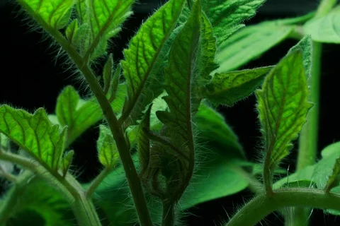 Growing Tomato. Timelapse Stock Footage 112319087