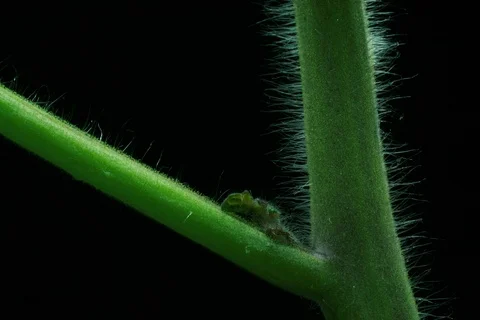 Growing Tomato. Timelapse Stock Footage 112319559