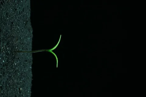 Growing Tomato. Timelapse Stock Footage 112761256