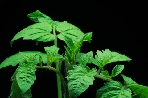 Growing Tomato. Timelapse Stock Footage 112761779