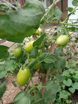 Growing tomato trees Stock Photos
