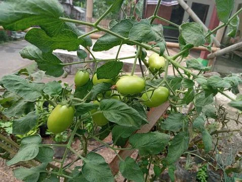 Growing tomato trees Stock Photos