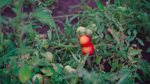 Growing tomatoes in beds. Close up of watering vegetables in vegetable garden Stock Footage 138117162