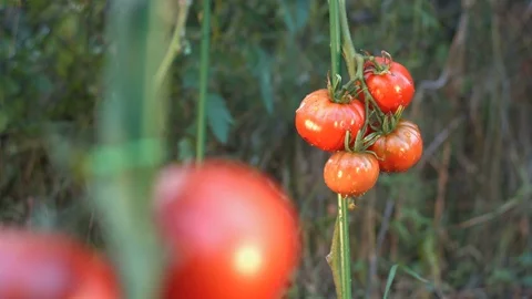 Growing tomatoes. Close-up. Focus in / Focus out. Stockbeeldmateriaal 79516717