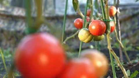 Growing tomatoes. Close-up. Focus in / Focus out. Видео 79517120
