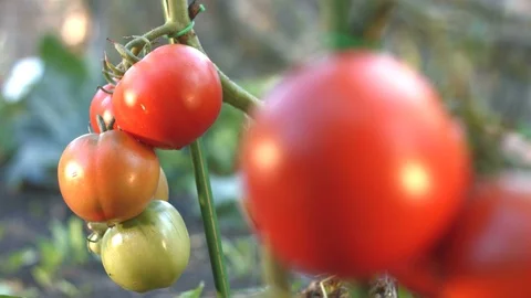 Growing tomatoes. Close-up. Focus in / Focus out. Vidéo 79517222