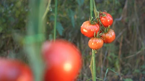 Growing tomatoes. Close-up. Focus in / Focus out. Stock-Footage 79517300