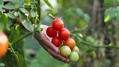 Growing tomatoes. Close-up. Focus in / Focus out. Stock Footage 143719096