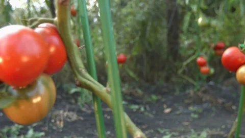 Growing tomatoes. Close-up. Stock Footage 79516796
