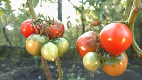 Growing tomatoes. Close-up. Video stock 79516924