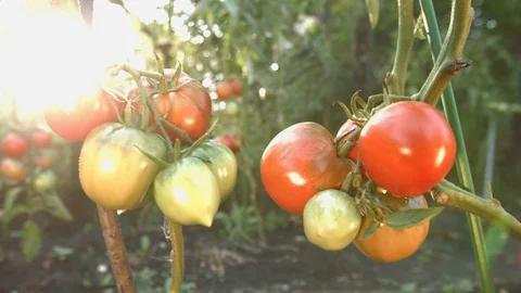 Growing tomatoes. Close-up. Видео 79516956