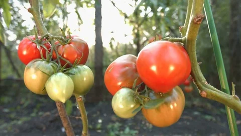 Growing tomatoes. Close-up. Видео 79516982
