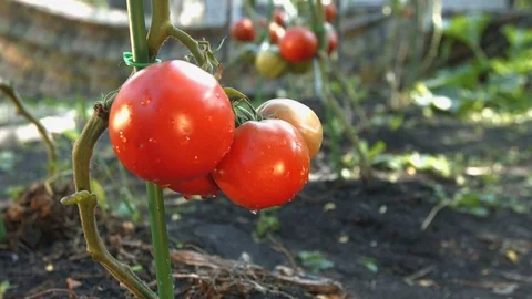 Growing tomatoes. Close-up. Video stock 79517059