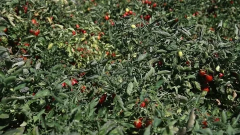 Growing tomatoes in the field Видео 161419732