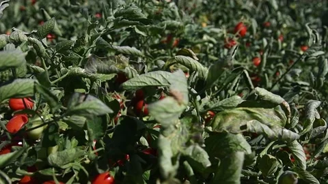 Growing tomatoes in the field Stock Footage 161419823