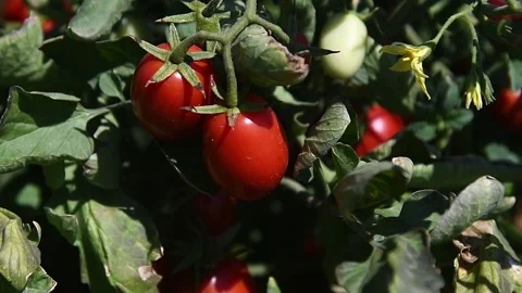 Growing tomatoes in the field 스톡 동영상 161419967