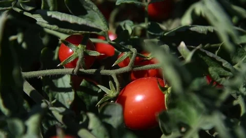Growing tomatoes in the field Видео 163809261