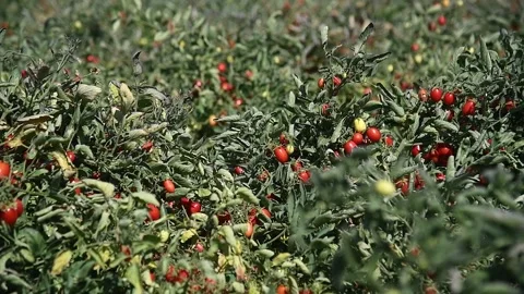 Growing tomatoes in the field Stockbeeldmateriaal 165561207