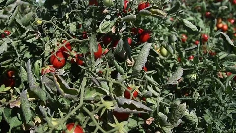 Growing tomatoes in the field Vidéo 165561255