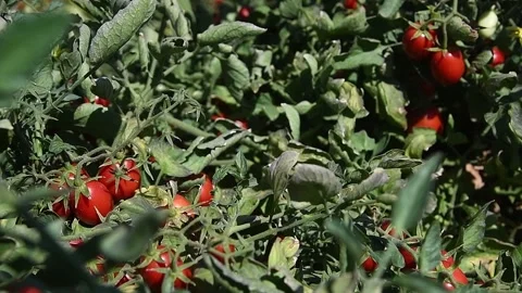 Growing tomatoes in the field Vidéo 204154120