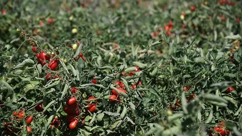 Growing tomatoes in the field 動画素材 211164786