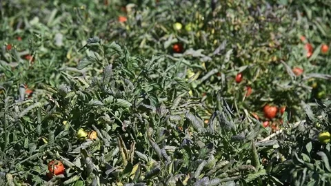Growing tomatoes in the field Stock Footage 211164825