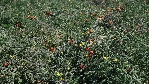 Growing tomatoes in the field Vídeo Stock 223689631