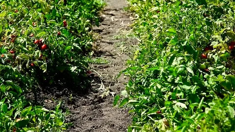 Growing tomatoes in the field Stock Footage 272300028