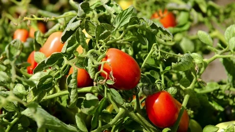 Growing tomatoes in the field Stock Footage 324854352