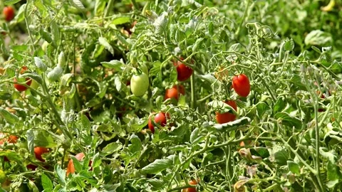 Growing tomatoes in the field Stock Footage 324856389