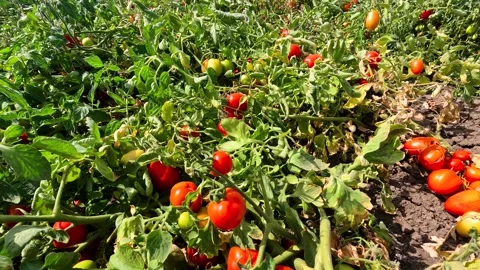 Growing tomatoes in the field Stock Footage 328228154