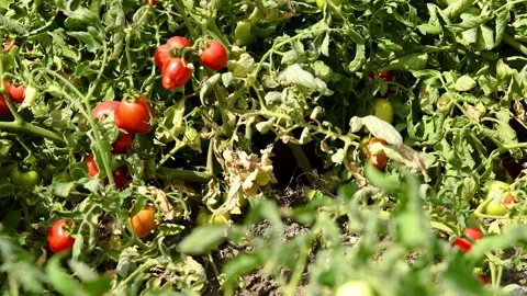 Growing tomatoes in the field Stock-Footage 331206674