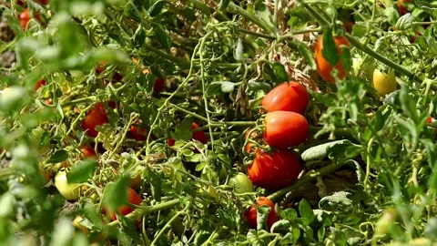Growing tomatoes in the field Video stock 331206685