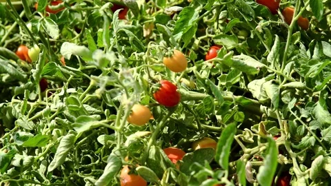 Growing tomatoes in the field Видео 339765629