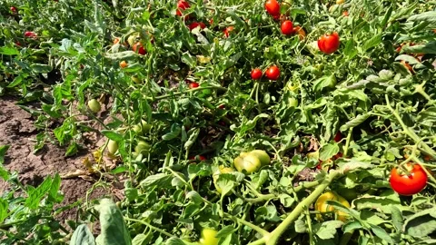 Growing tomatoes in the field Stock Footage 341789896