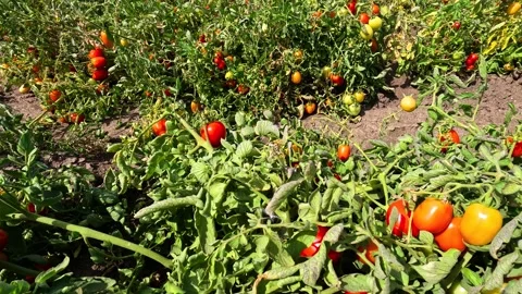 Growing tomatoes in the field Stock Footage 341789901
