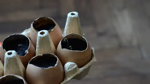 Growing tomatoes Stock Footage 10733085