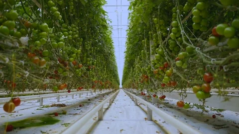 Growing tomatoes in a greenhouse complex 스톡 동영상 194529684
