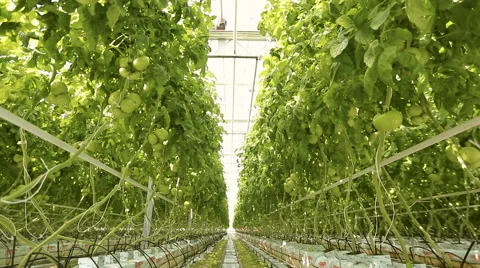 Growing tomatoes in a greenhouse Stock Footage 62641809