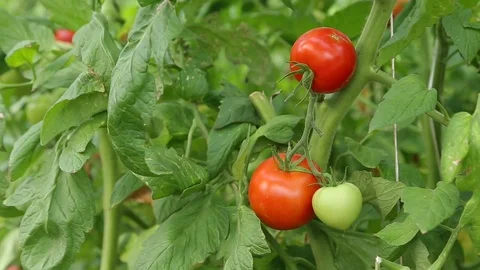 Growing tomatoes in a greenhouse Stock-Footage 74911901