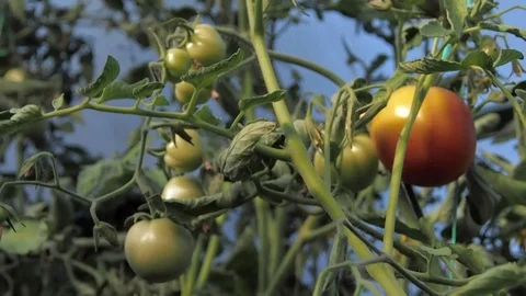 Growing tomatoes in the greenhouse 스톡 동영상 98296591