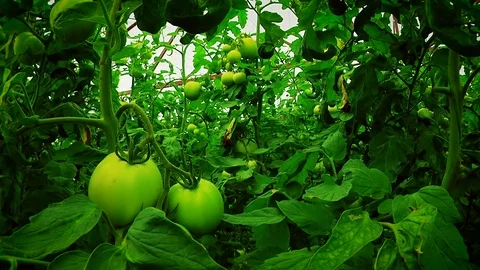 Growing Tomatoes in a Greenhouse in Winter Stock Footage 81637848