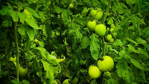 Growing Tomatoes in a Greenhouse in Winter Stock Footage 81638408