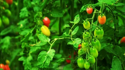 Growing Tomatoes in a Greenhouse in Winter Stock Footage 81647823