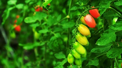 Growing Tomatoes in a Greenhouse in Winter Stock Footage 81647904